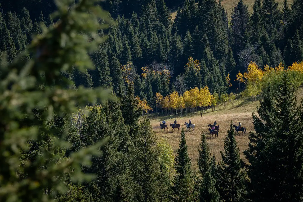 A group of people riding horses through a forest