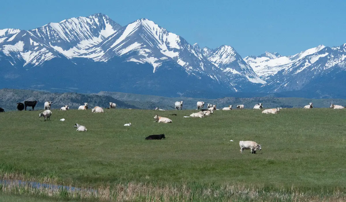 Cows in a field with mountains in the background