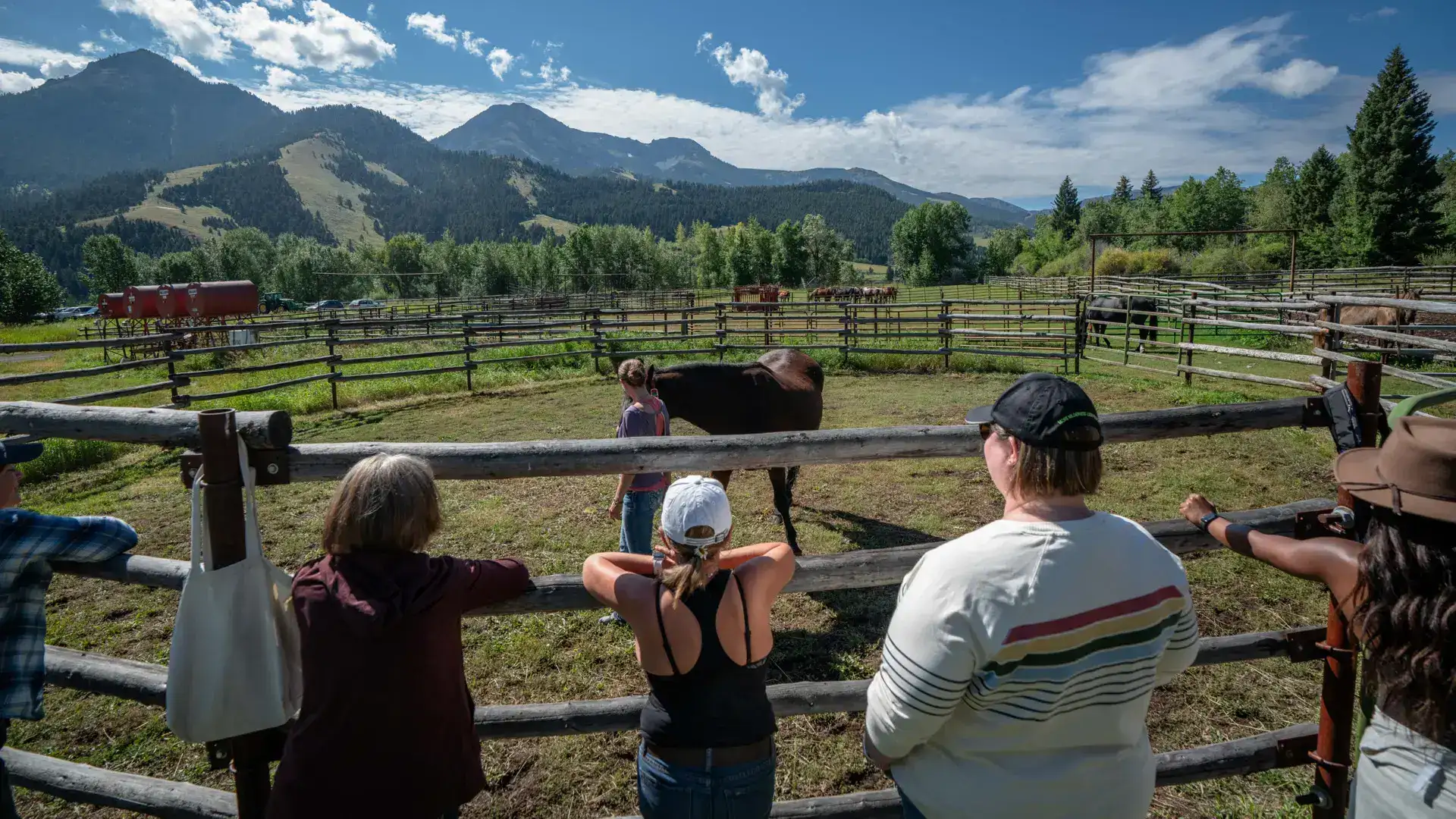 A group of people looking at a horse in a field