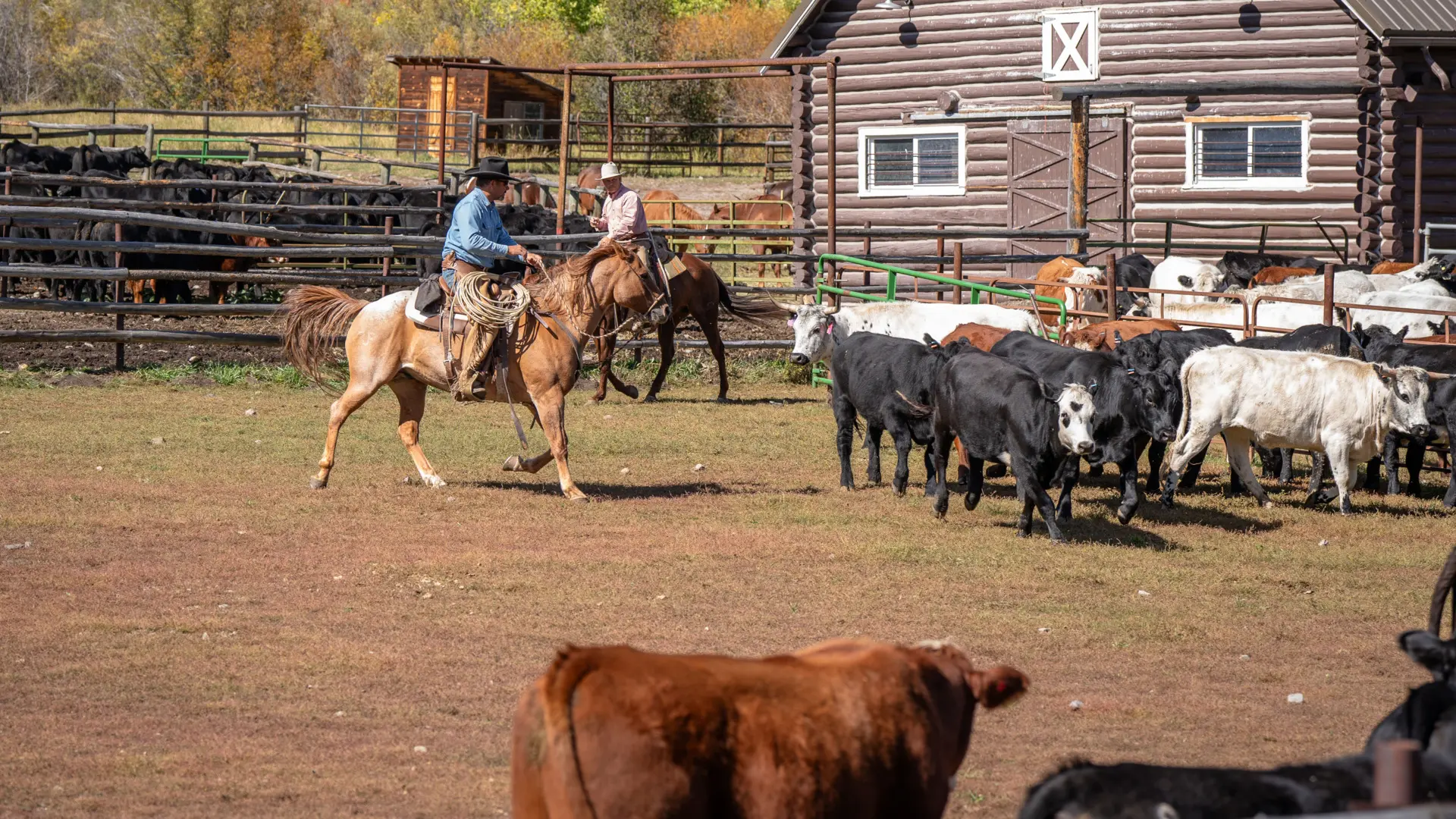 A man on a horse herding cattle