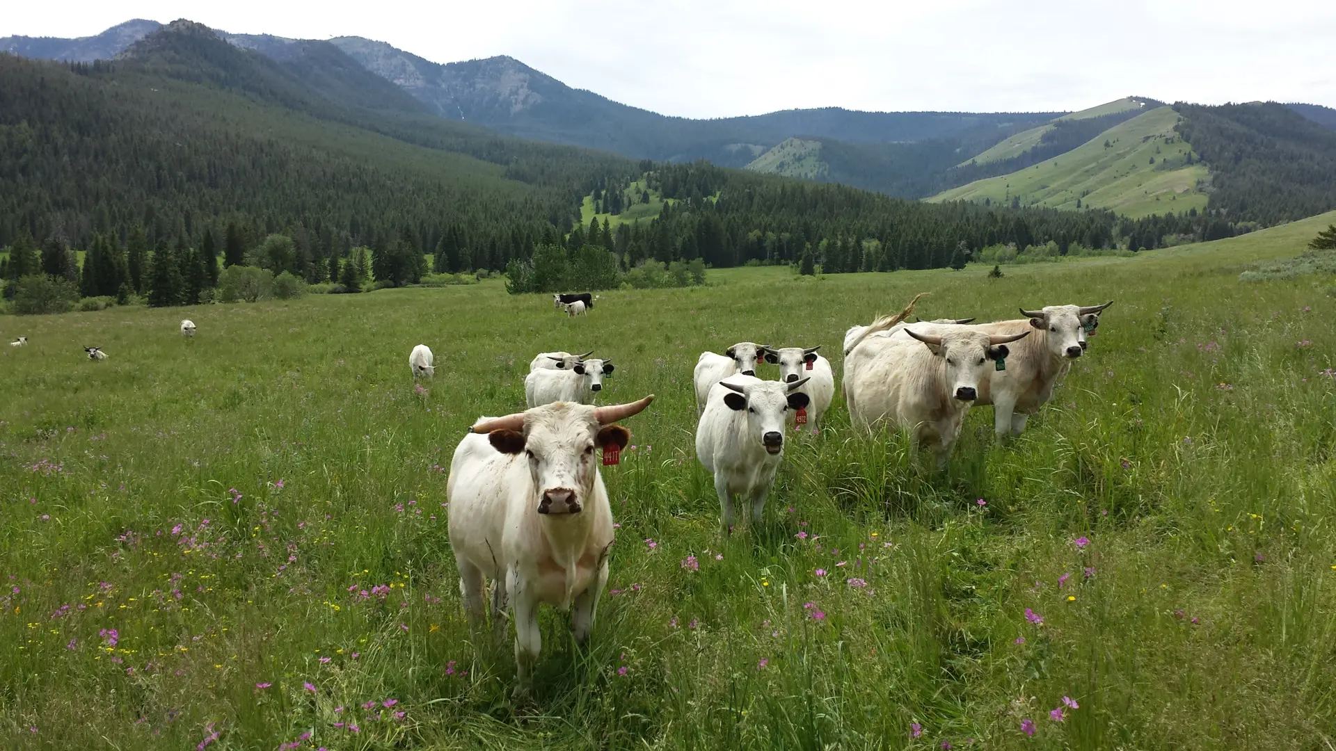 Cows in a field with mountains behind them