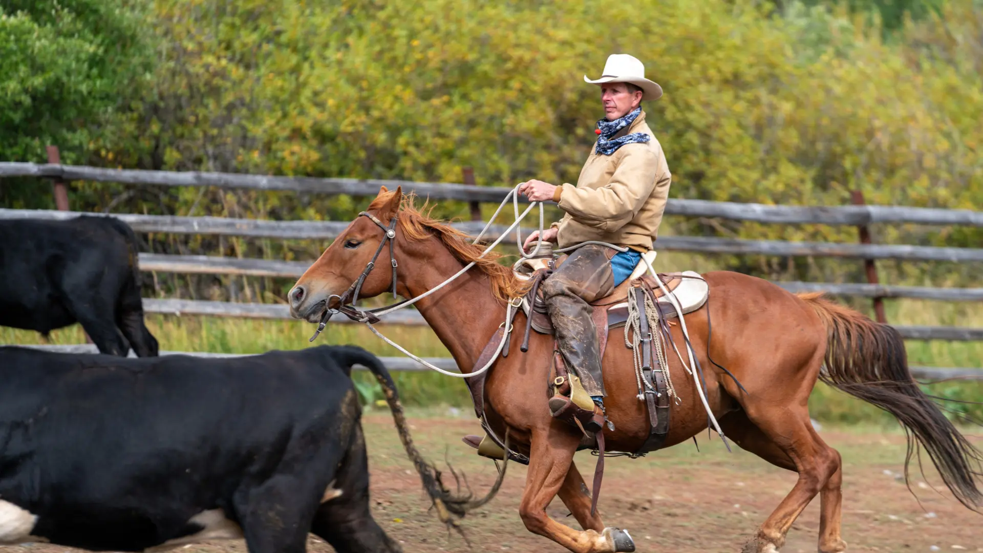 A man riding a horse and guiding a cow with a rope