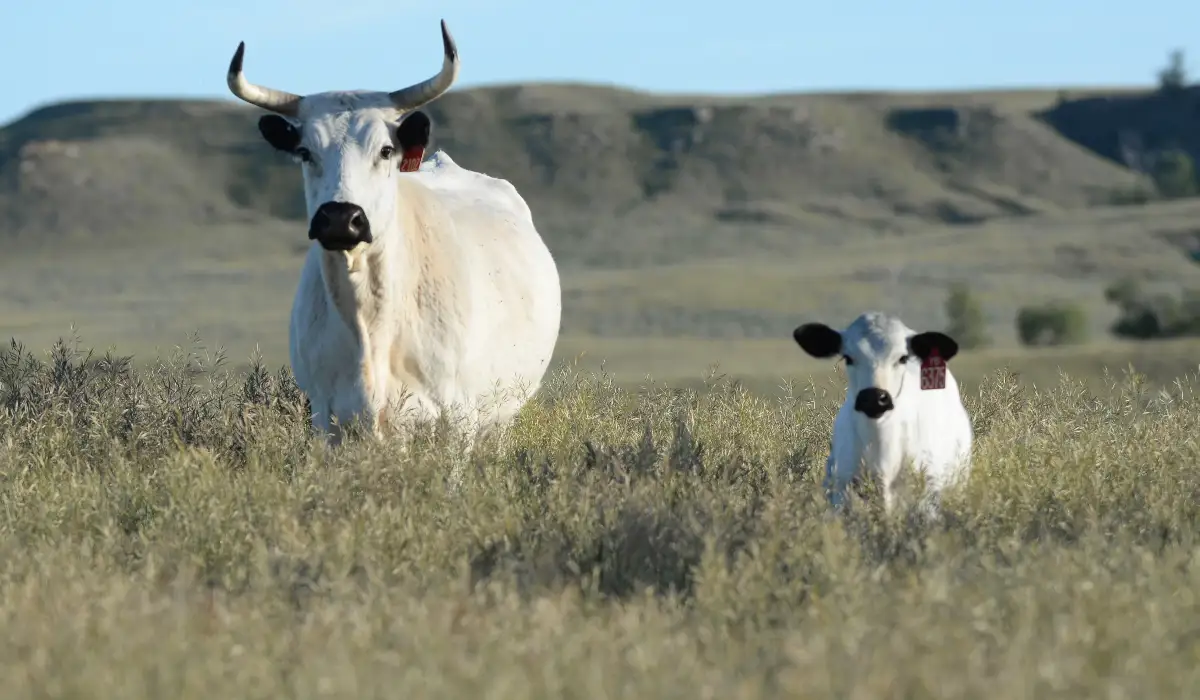 A cow and a calf in a field