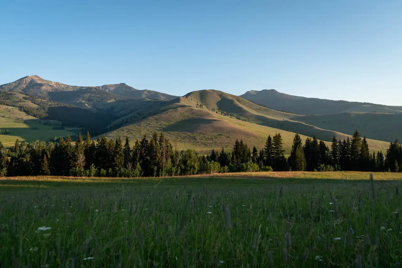 A field with tall grass and trees in front of a mountain range