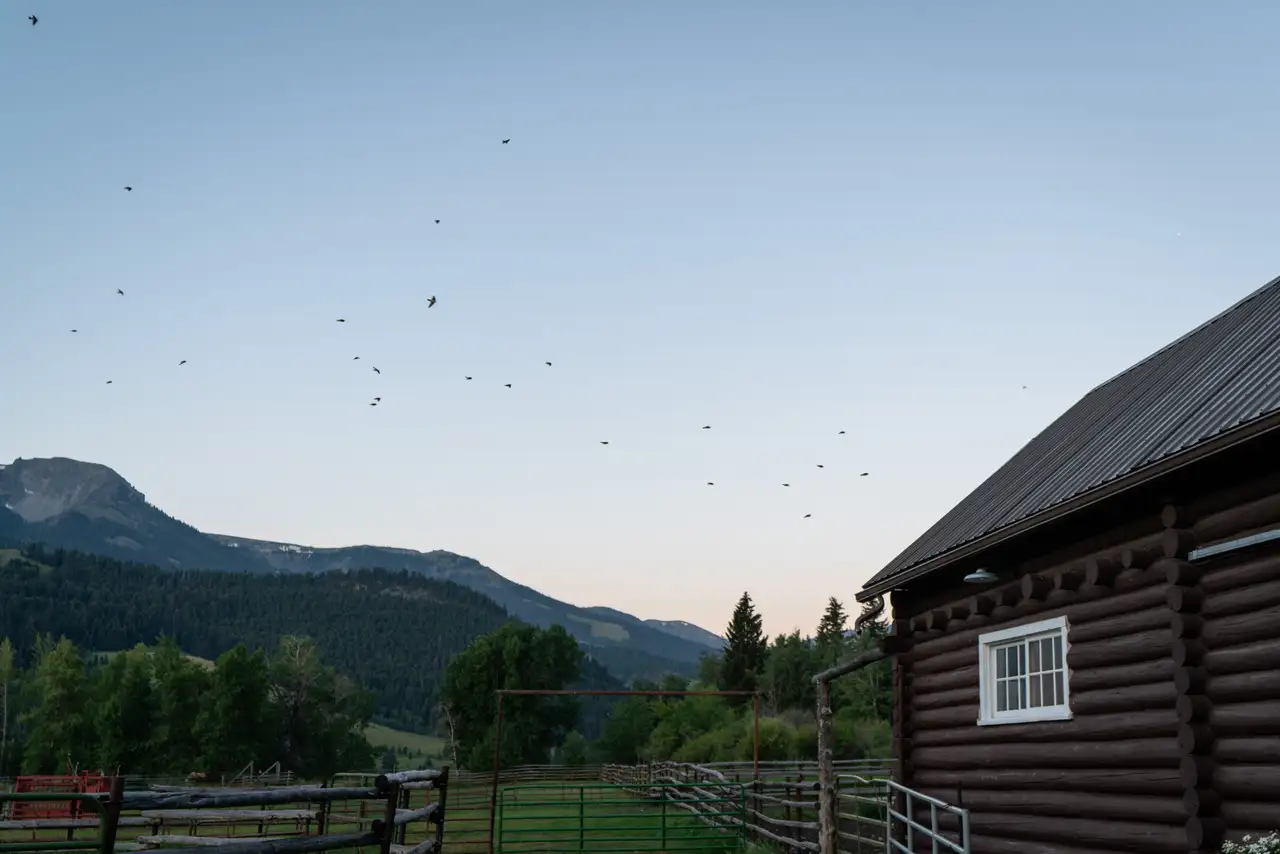 Birds flying over a farm house at sunset