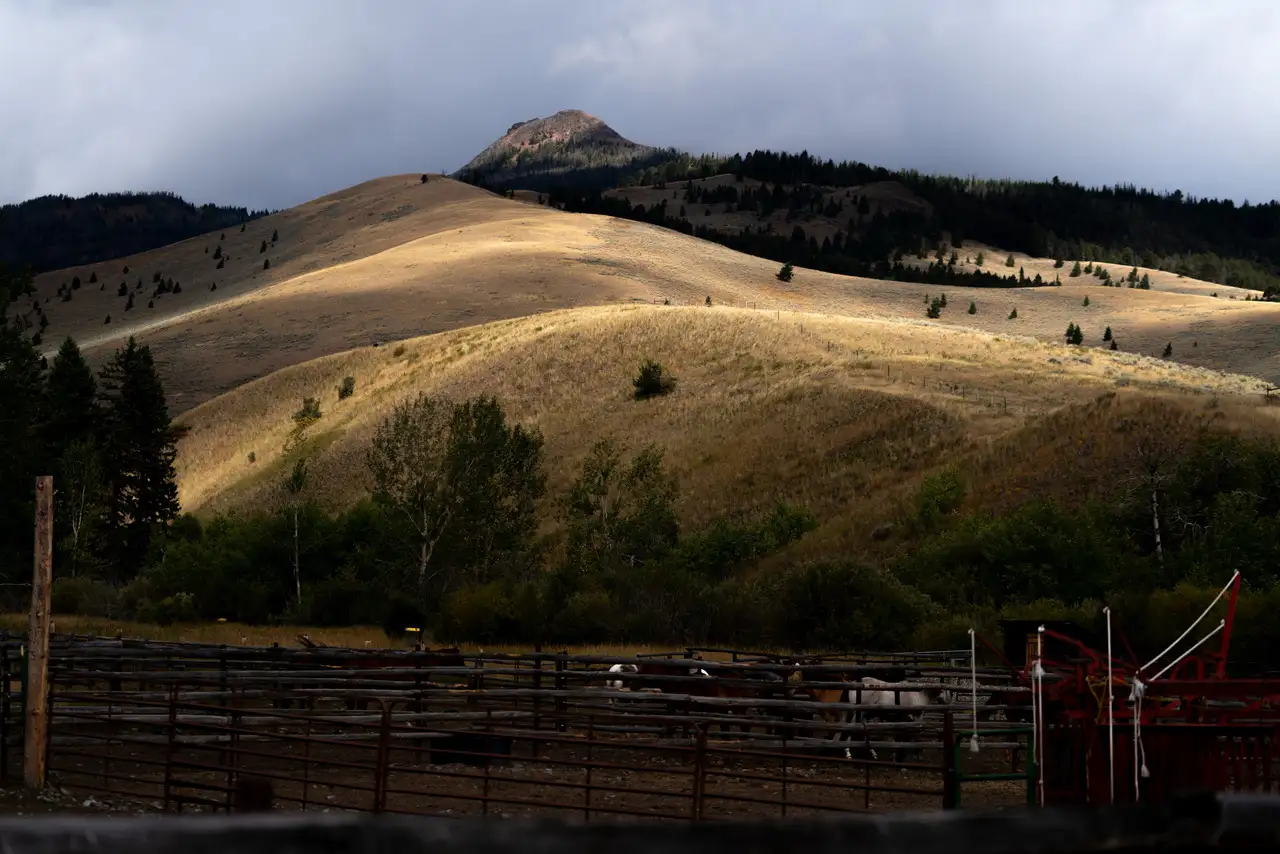 A field with a fence and a mountain in the background. The field is filled with trees and a few horses. The sky is cloudy