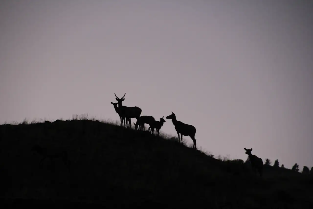 Deer on a hill at dusk