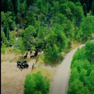 Cattle walking down a dirt road