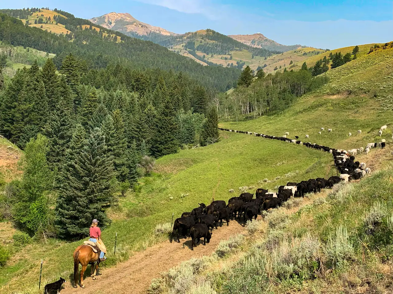 A woman herding cows on a hillside