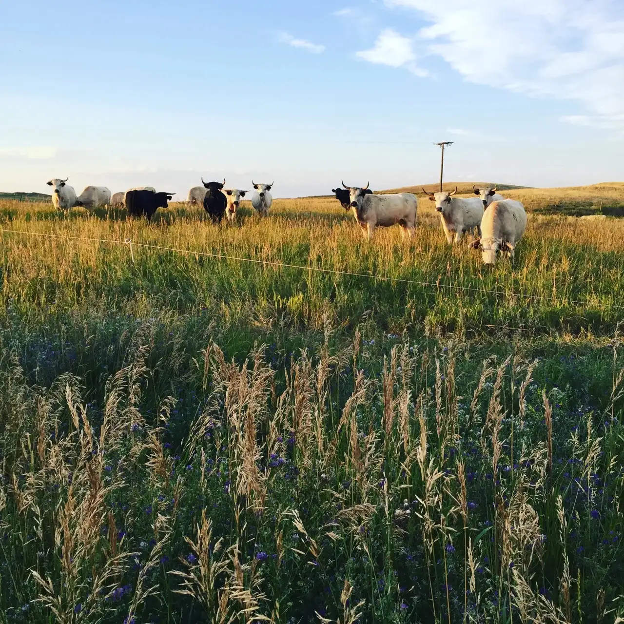 Cows grazing in a field of tall grass. The sky is blue and cloudy