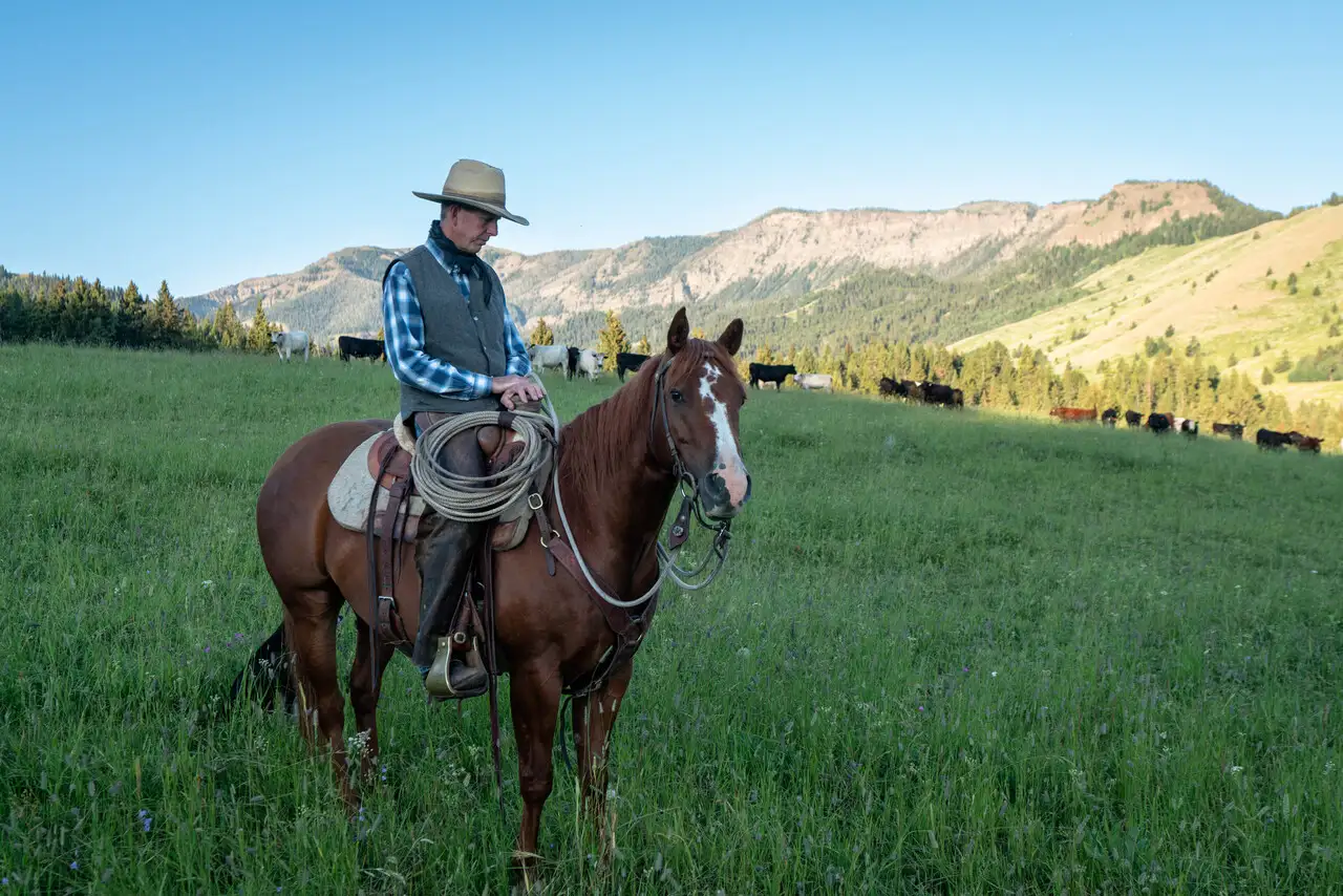 A man riding a horse in a field with cows and mountains in the background