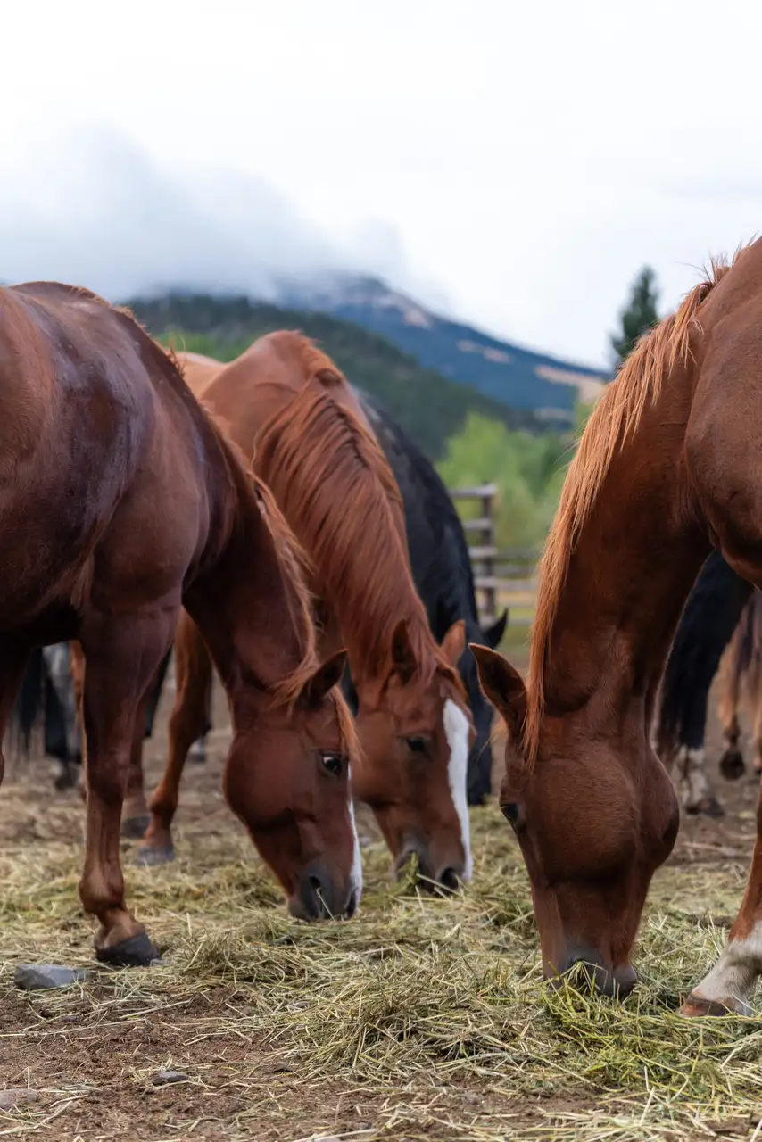 Horses eating hay and grass together