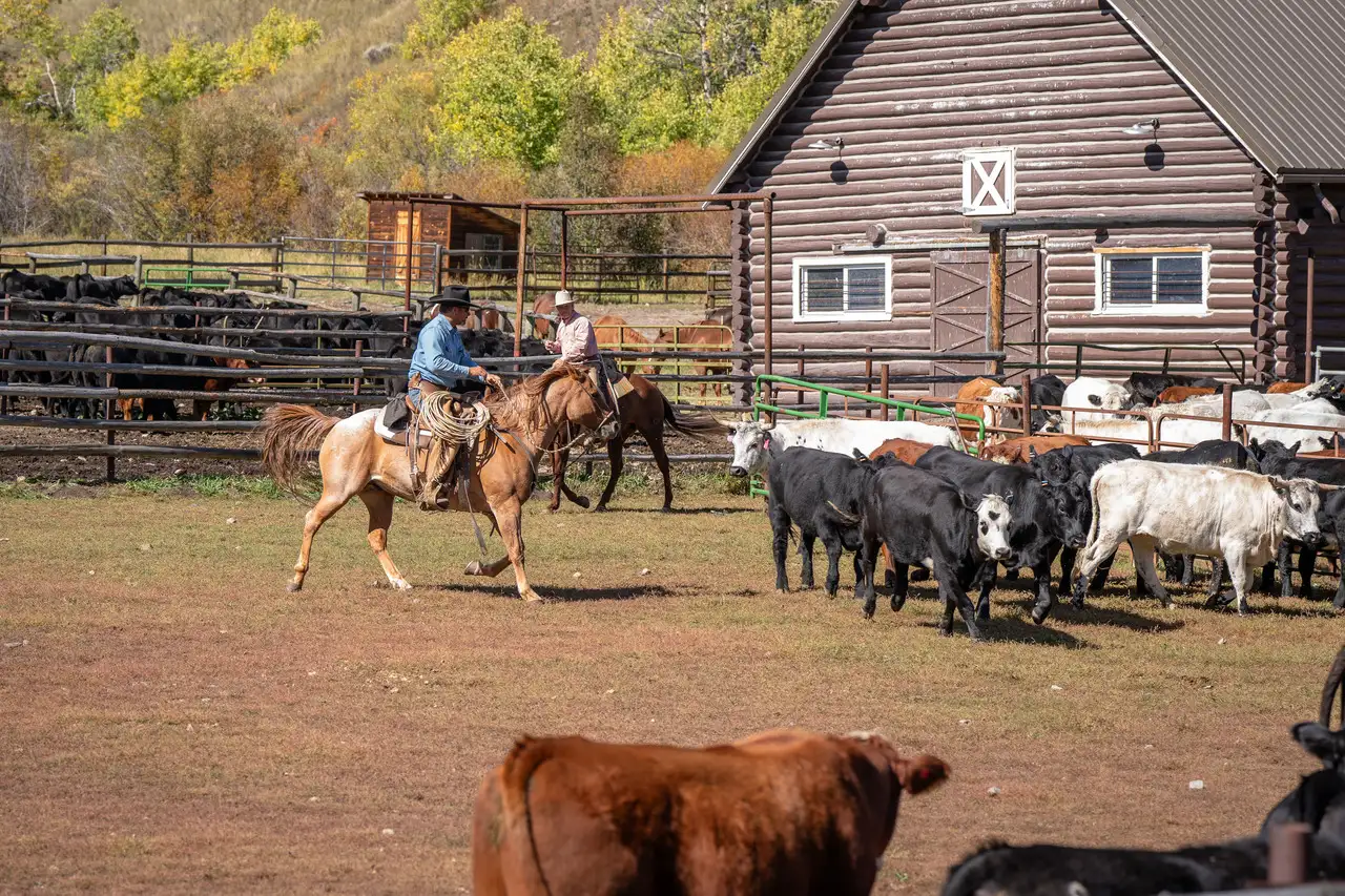 Cowboys herding cattle in a corral