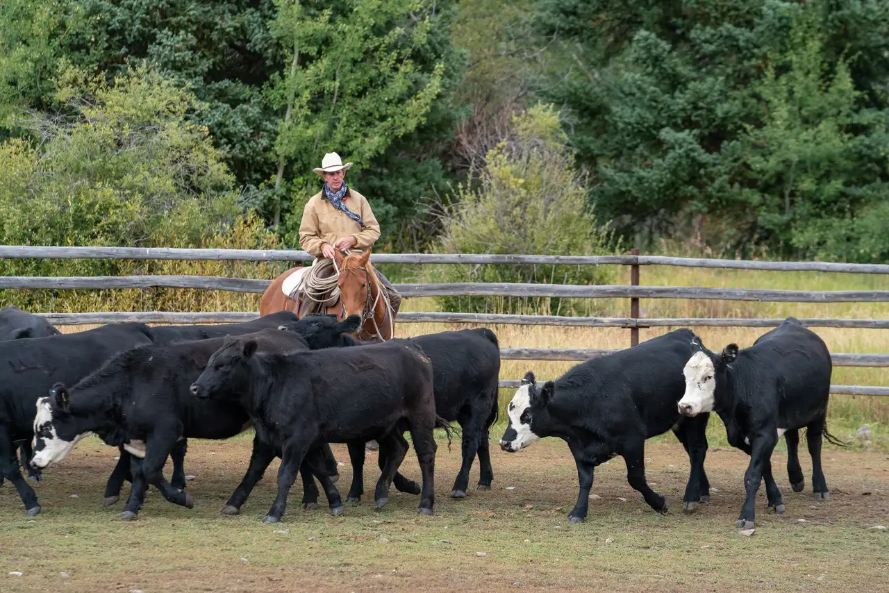 A man herding cattle on a cow