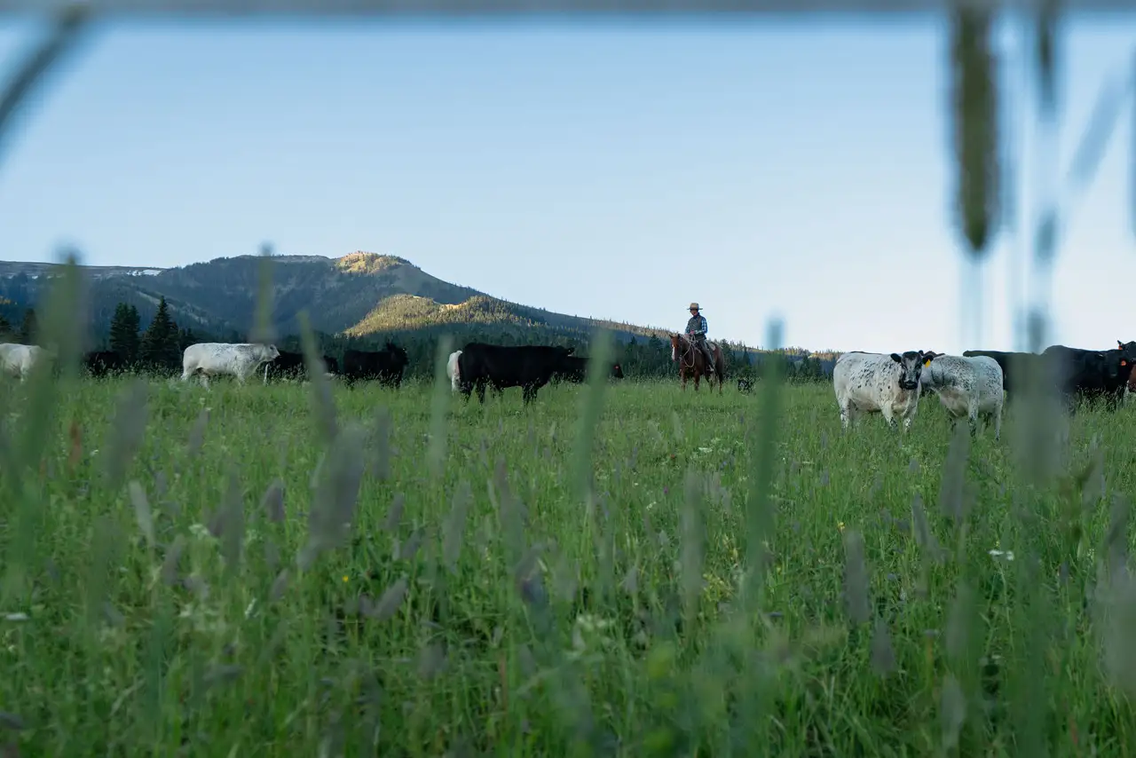 A man riding a horse in a field with cows