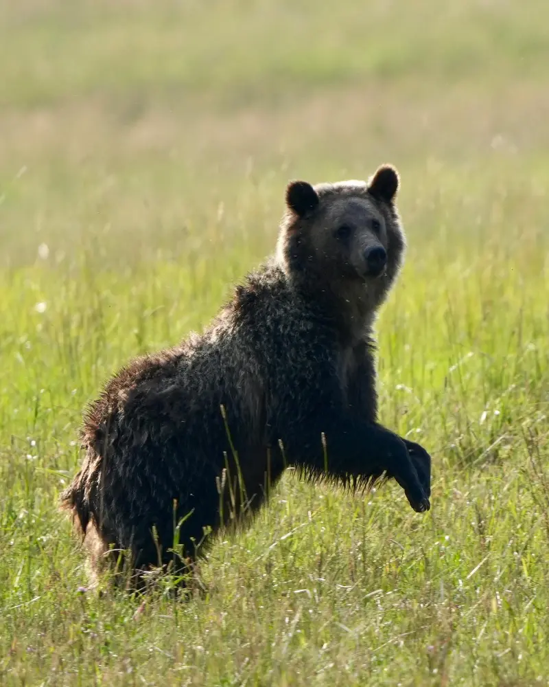 Brown bear walking in grassy field