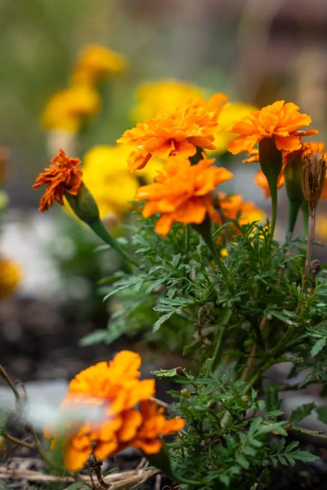 A garden of flowers in bloom