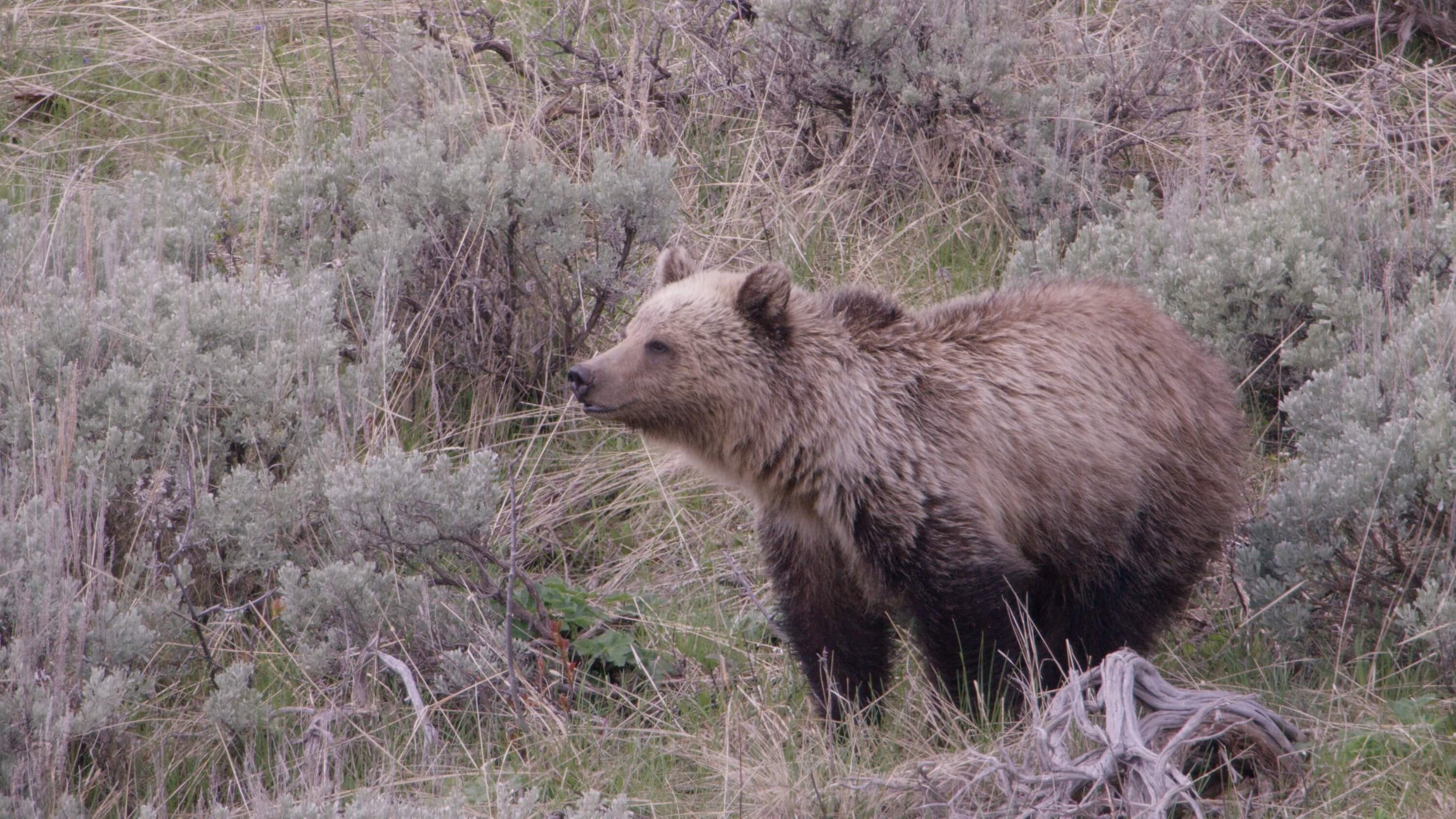 A brown bear in a grassy field