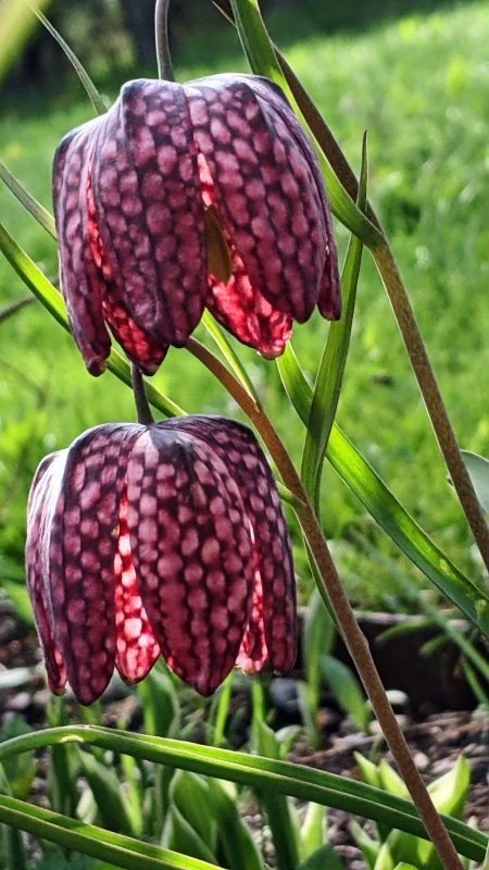 A purple and black flower in a field of green grass