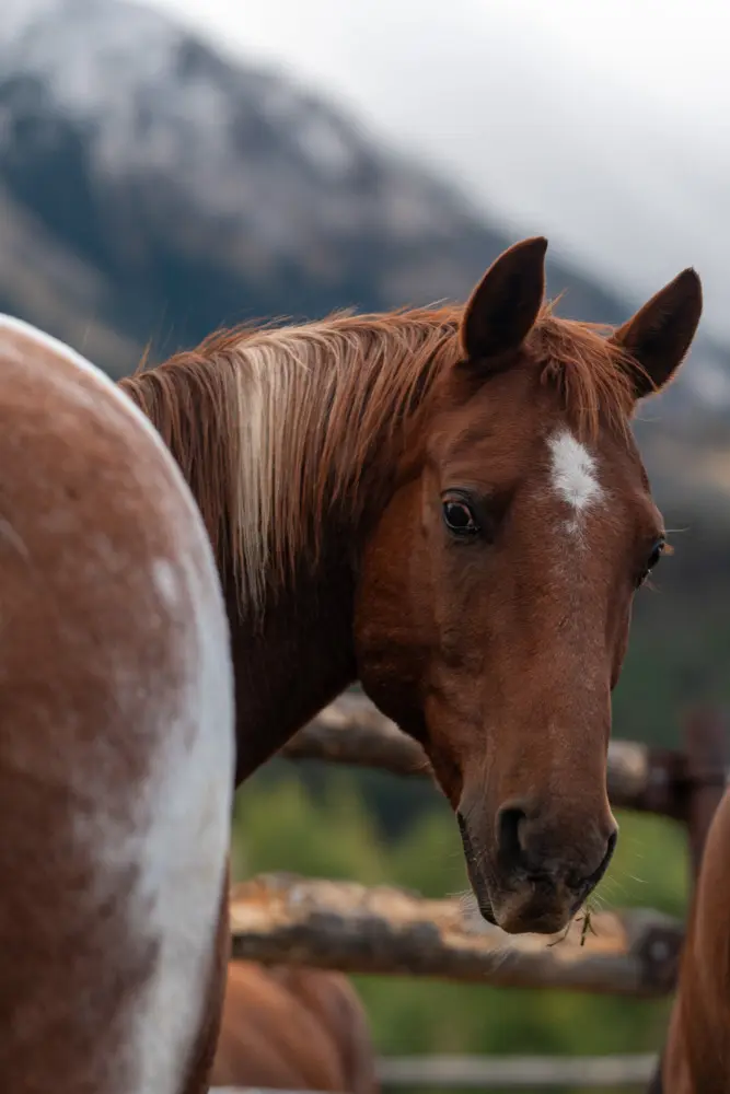 A brown horse with a white stripe on its nose looking at the camera