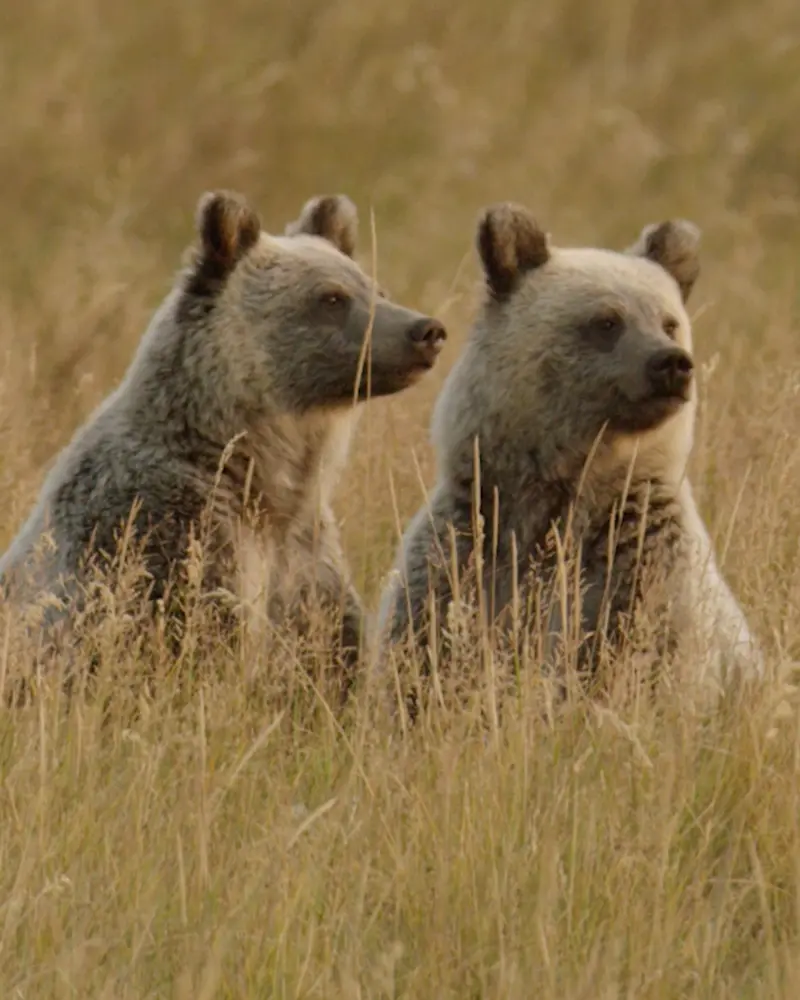 Two bears in a field of tall grass