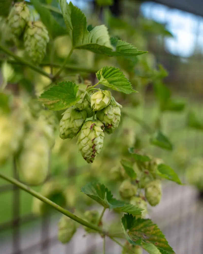 A tree with green leaves and flowers growing on a fence