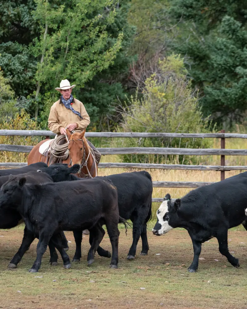 A man herding cattle on a horse