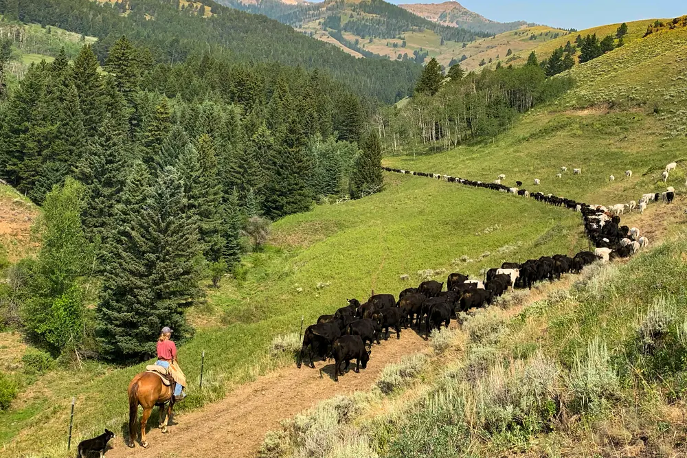 A man herding cattle on horseback