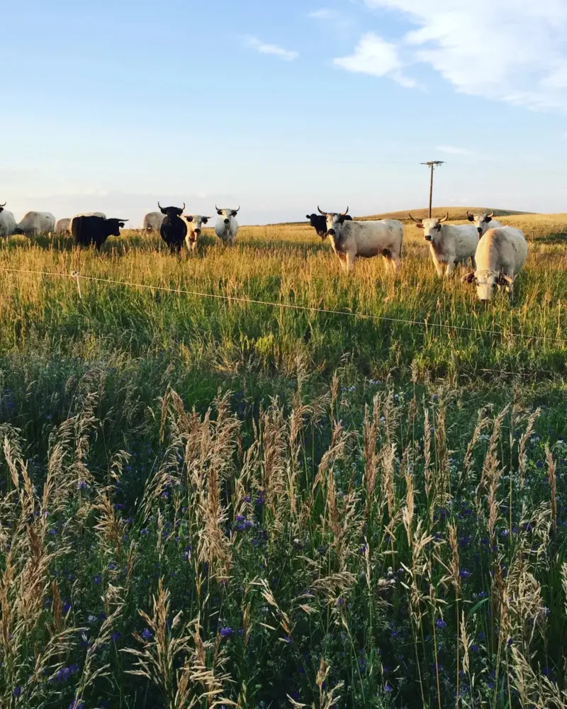 Cattle grazing in a field of tall grass