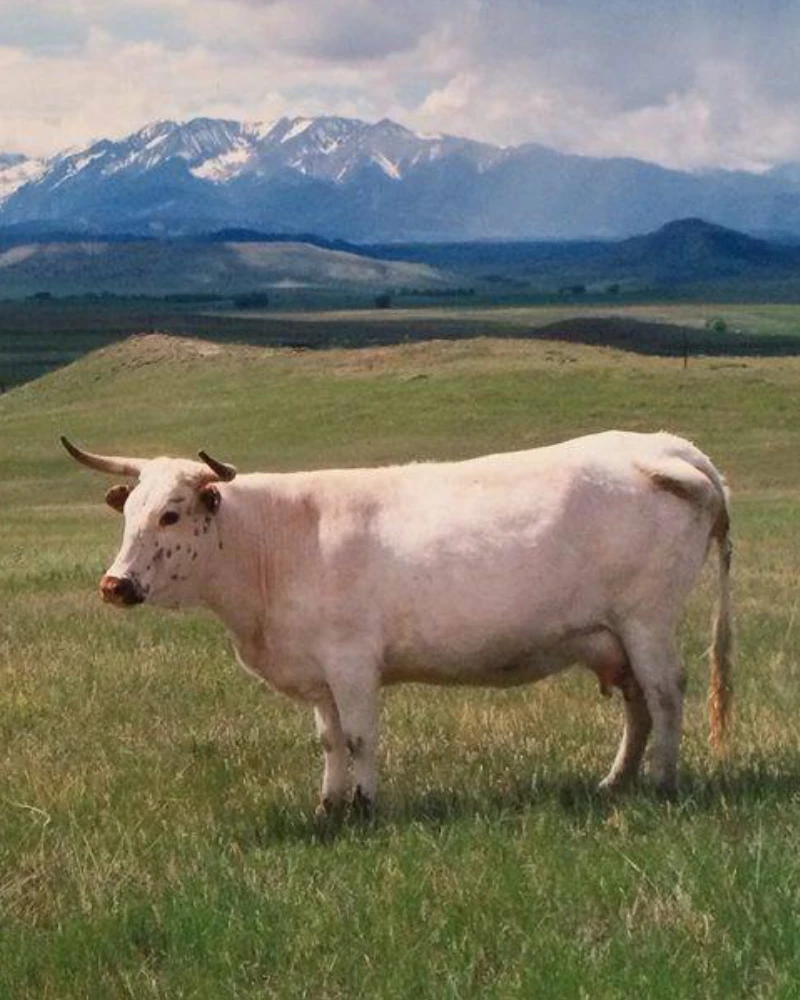 A white cow in a field with mountains in the background