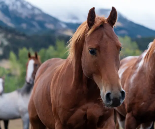 A brown horse with a long mane is standing in front of other horses in a field. The horse is looking at the camera with a focused expression