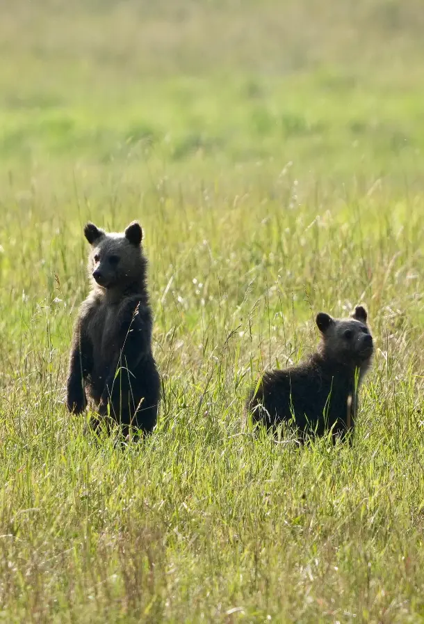 Two bears in a field