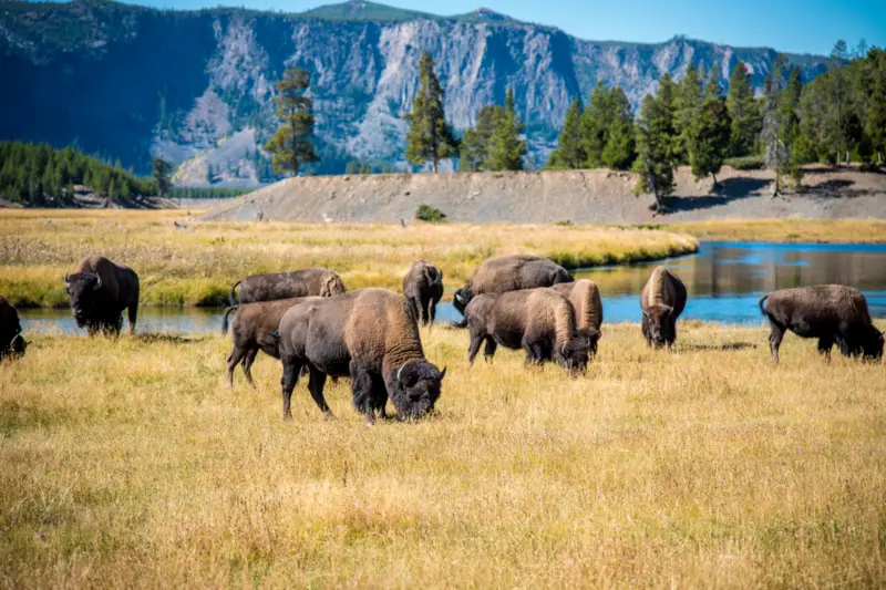 Buffalo grazing in a field with mountains in the background