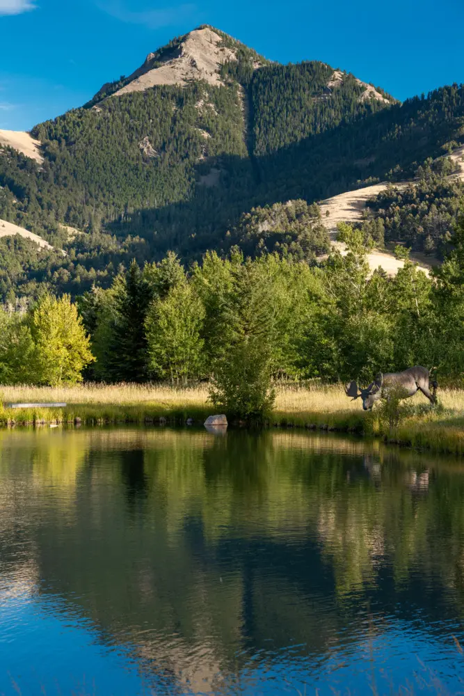 A moose standing by a lake in a mountainous area