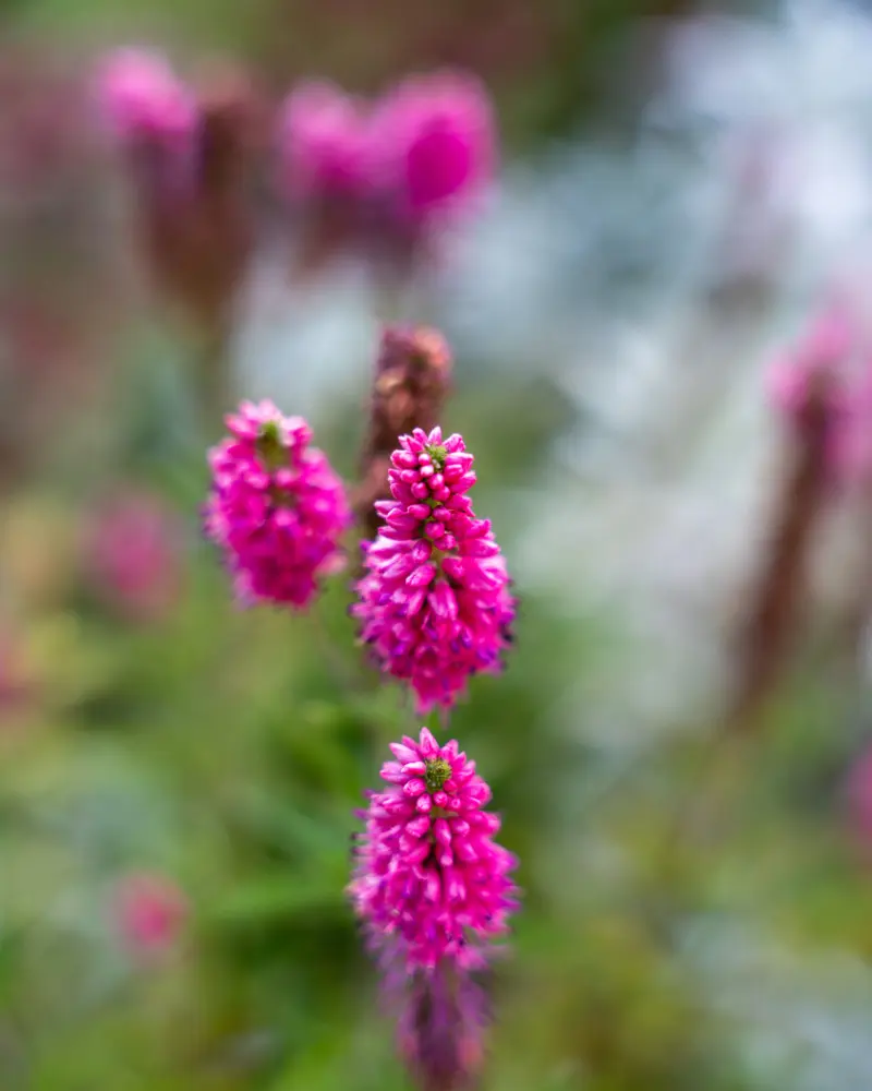 Pink and purple flowers with green leaves