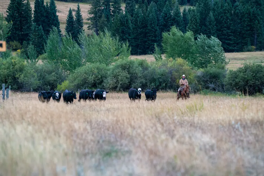 A man herding cattle on horseback