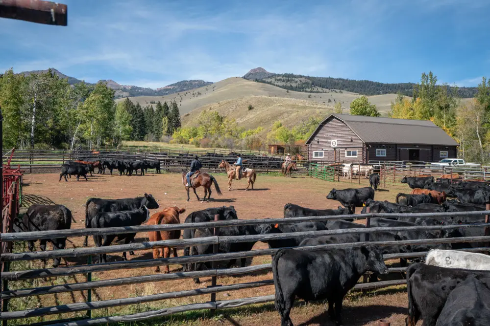 A man riding a horse in a corral with cows