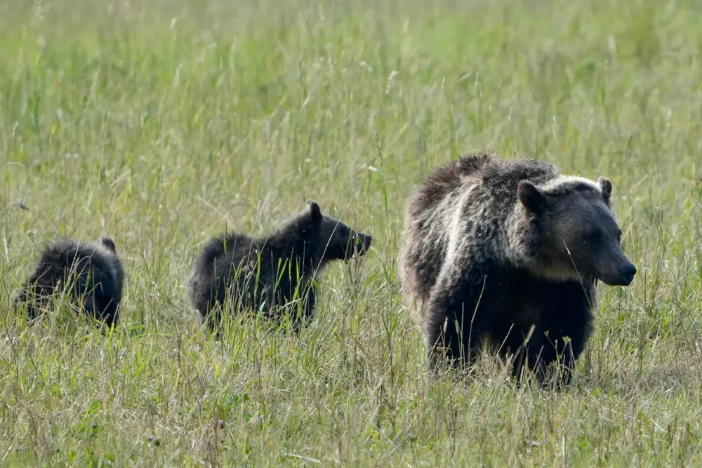 A mother bear and her two cubs walking together in a grassy field