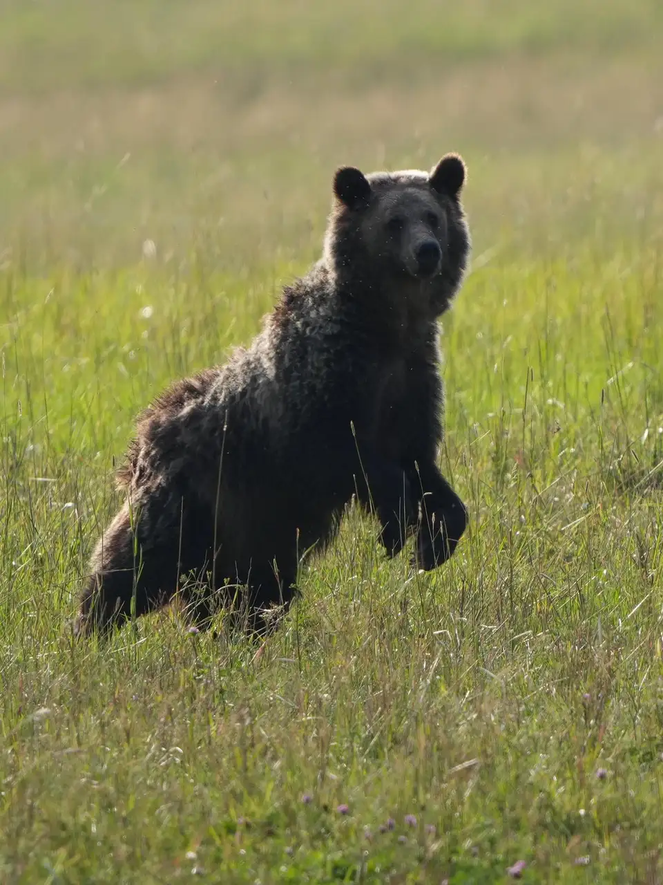 A brown bear walking through a grassy field