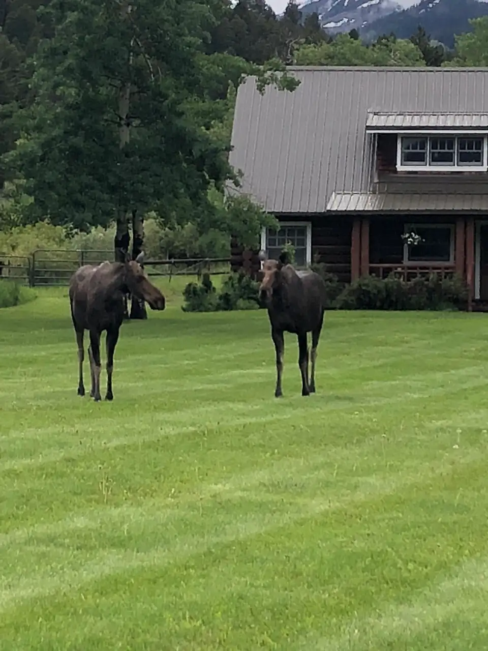 Two moose standing in a grassy field