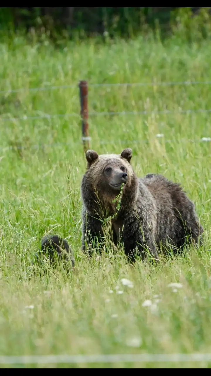 Bear in a field with its cub