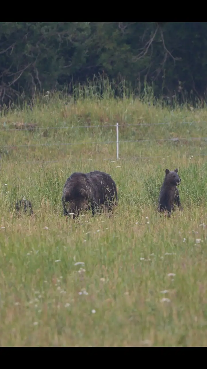 A mother bear and her two cubs walking through a grassy field