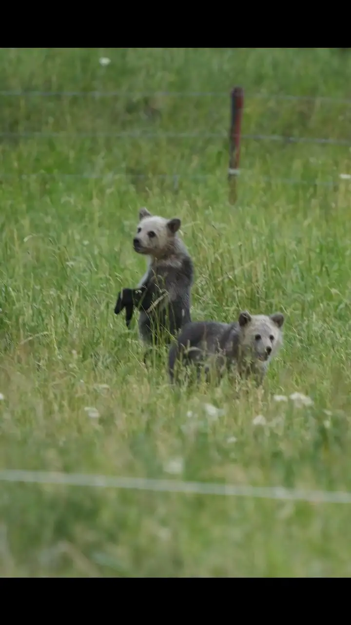 Two baby bears in a field