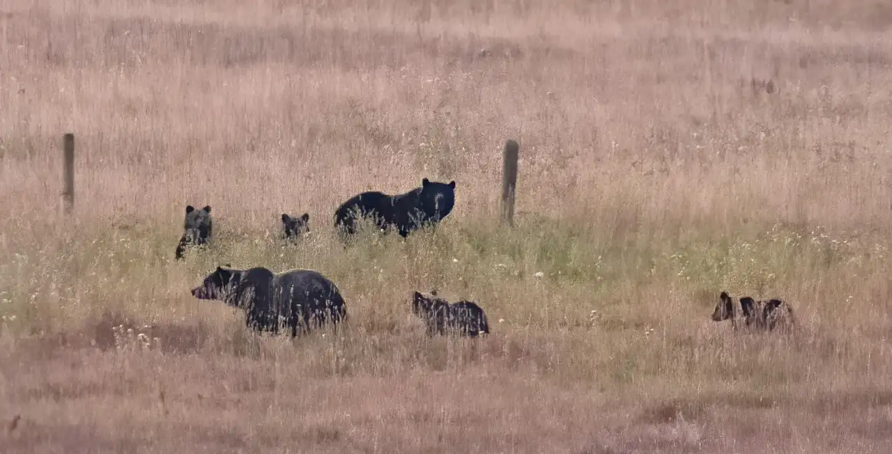 A group of black bears in a grassy field near a wooden fence post