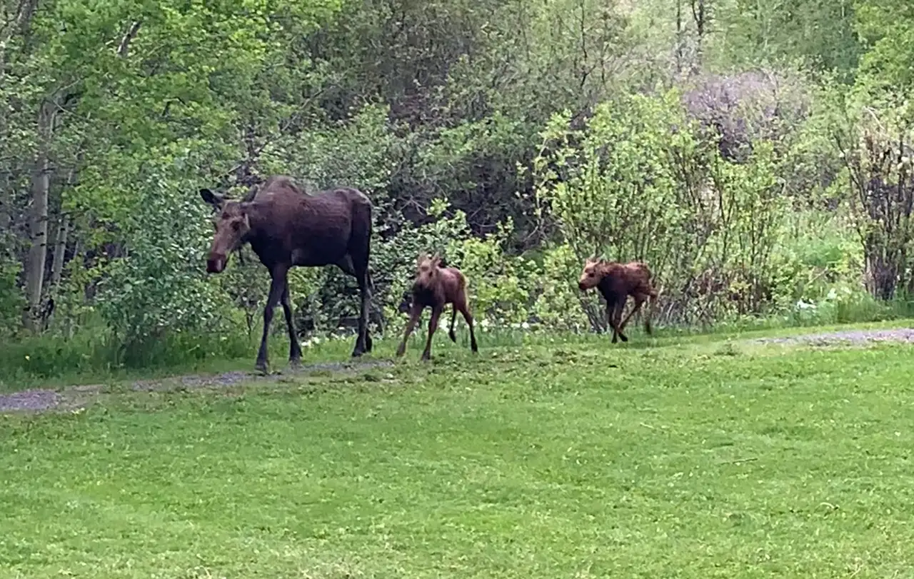 A mother moose and her two calves walking through a grassy field