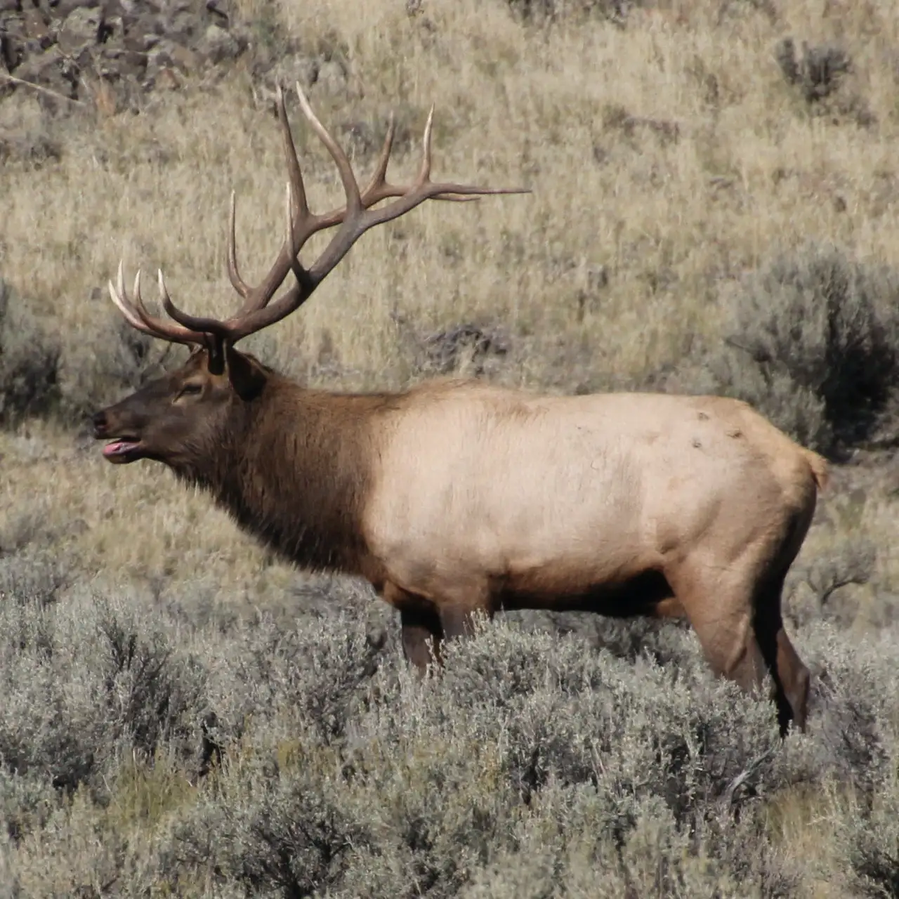 Elk in a field of tall grass