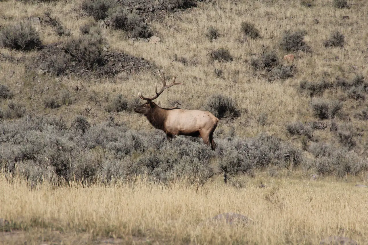 A large elk walking through a field of tall grass and weeds