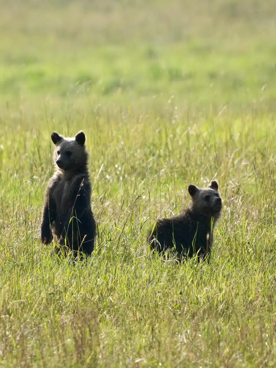 Two bears in a field looking at the camera