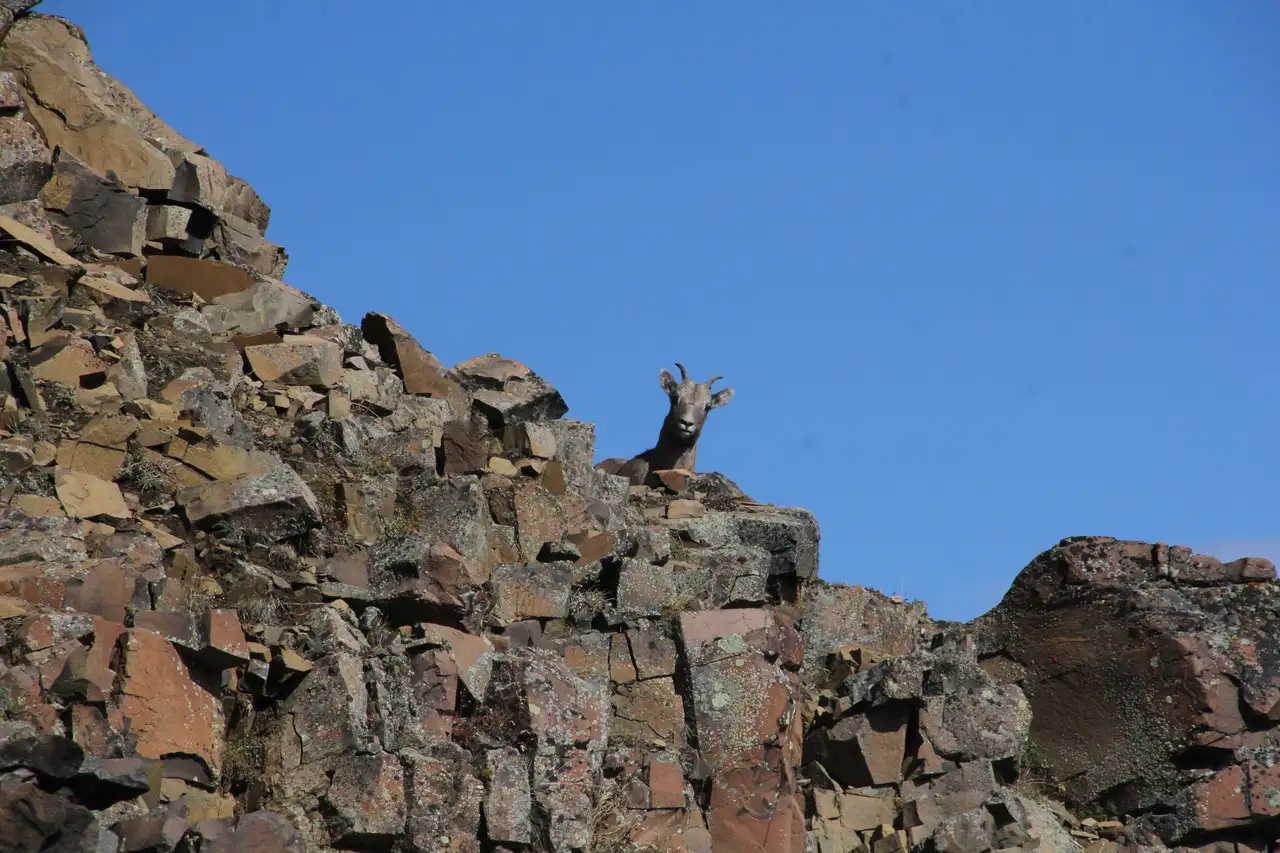 A ram on a rocky hillside looking out over the landscape