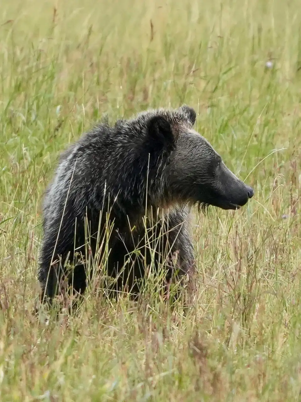 A bear in a grassy field